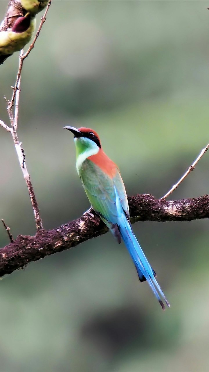 bird