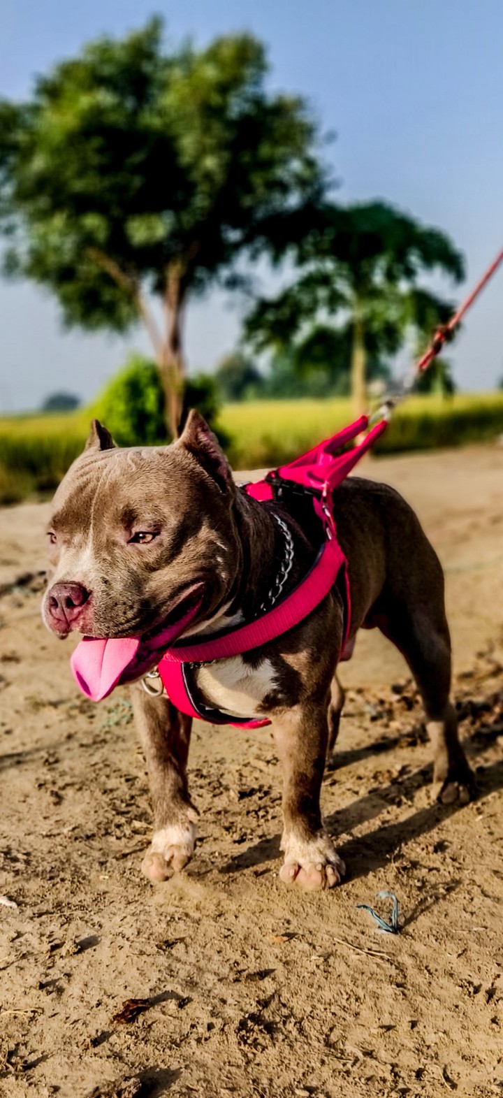 AMERICAN BULLY