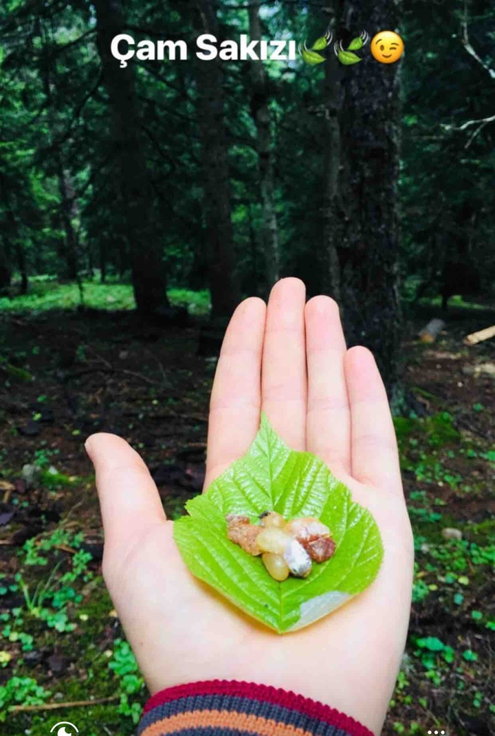 Örümcek Ormanları/Gümüşhane