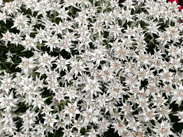 Edelweiss