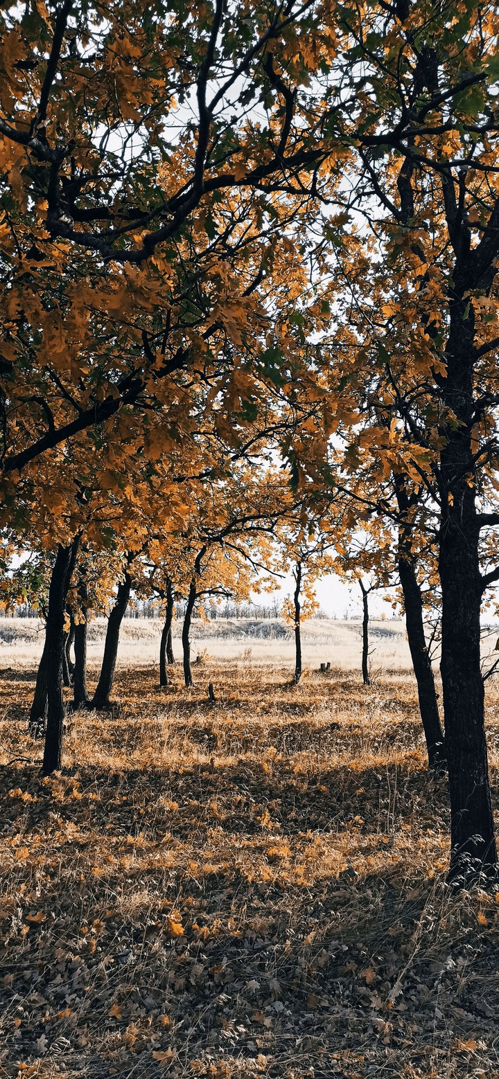 осень