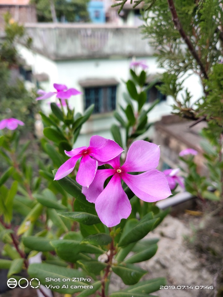 flowers