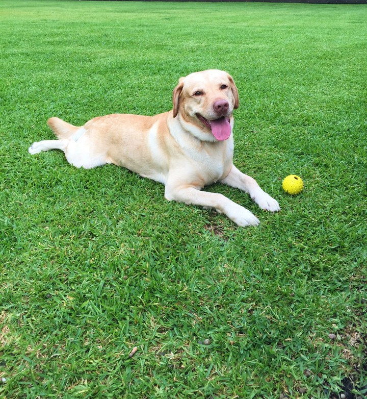 Happy Lab