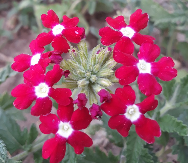 beautiful flowers