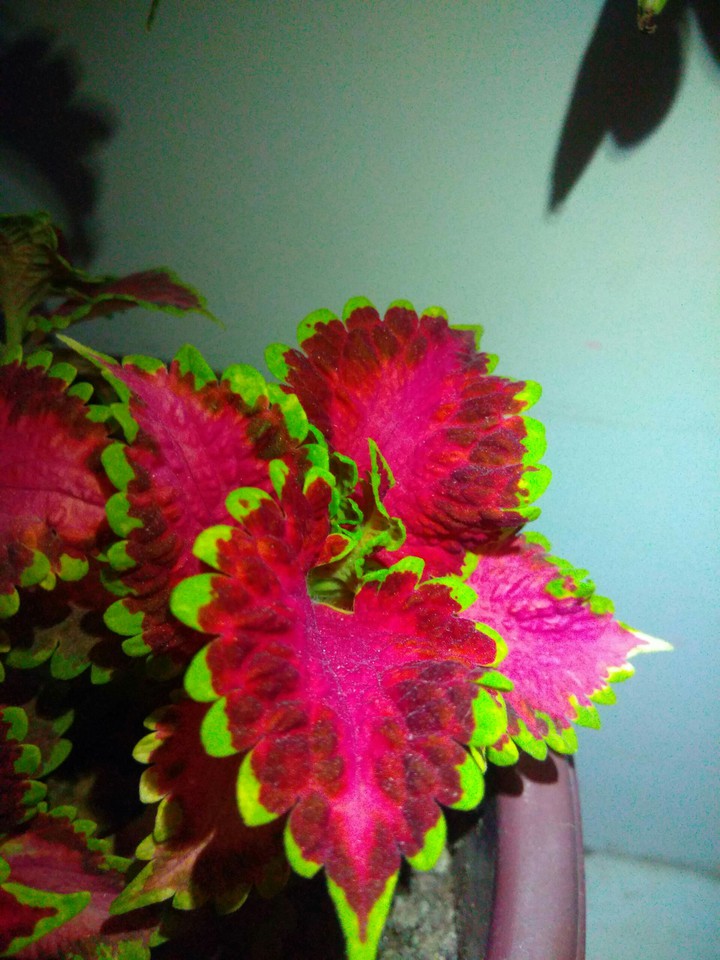 red
