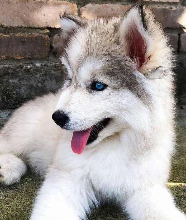 ^•^•^