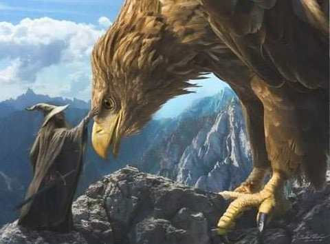bird, mountain壁纸