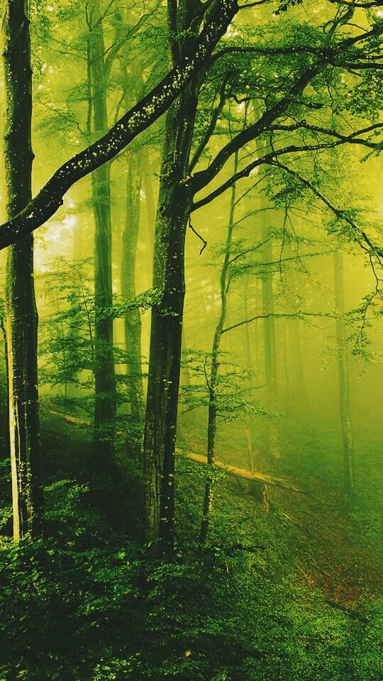 foogy forest