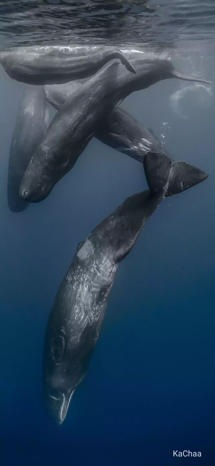 whale
