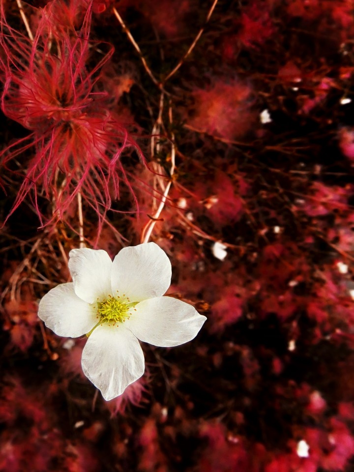 Apache plume