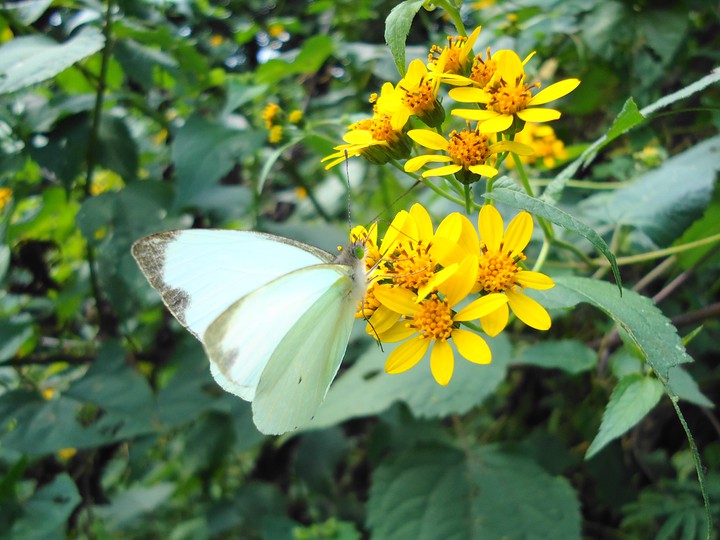 mariposa blanca de ojo verde