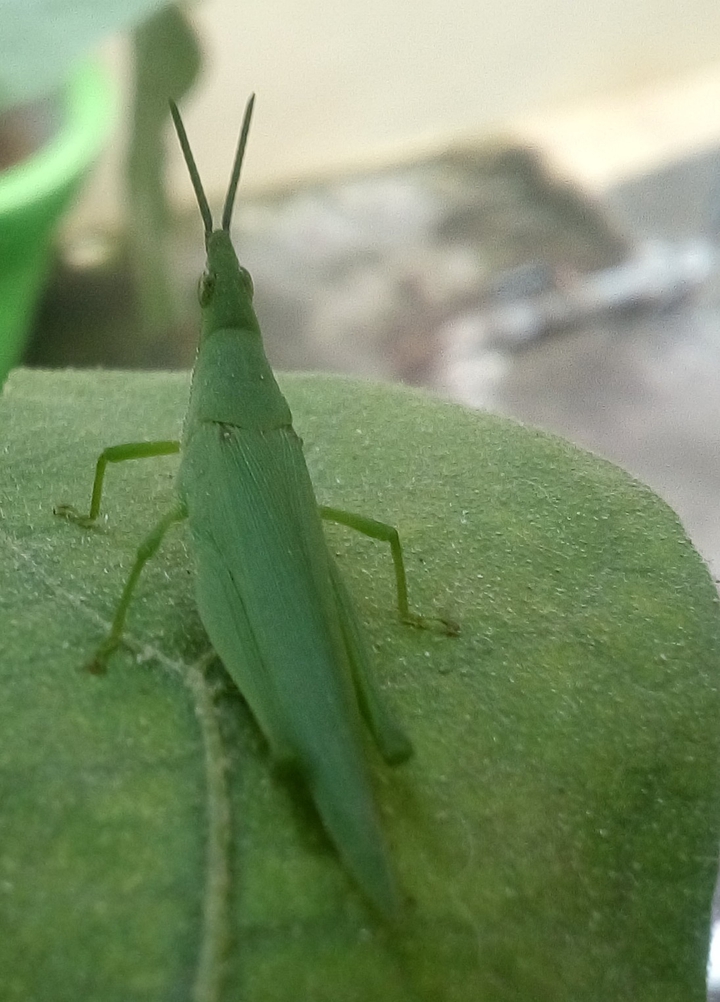 cut jiggly green