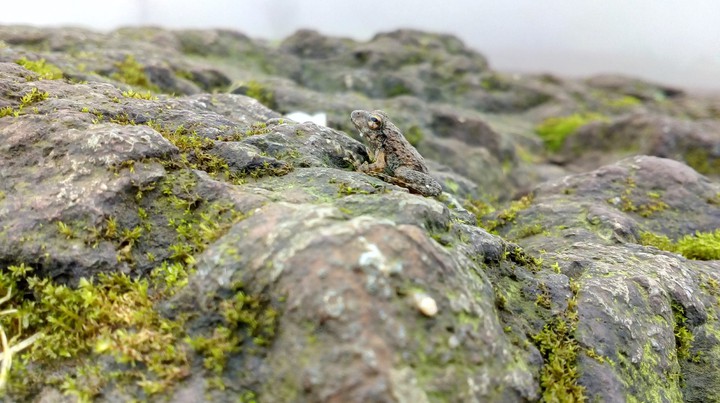 nature