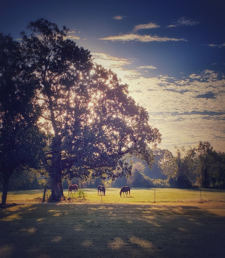 Grazing