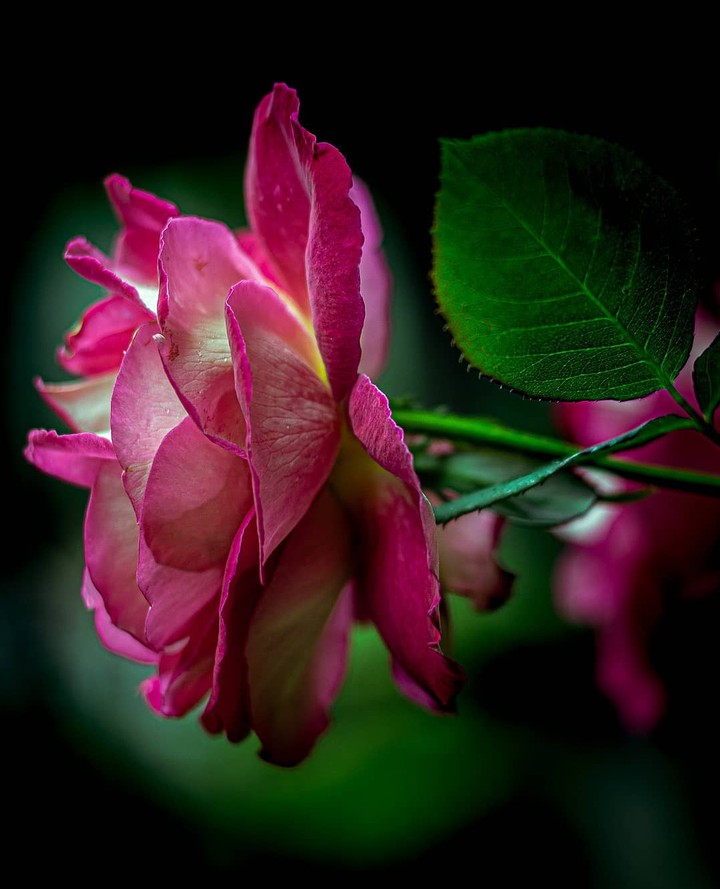 Rose