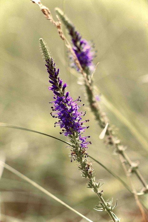 Just flower
