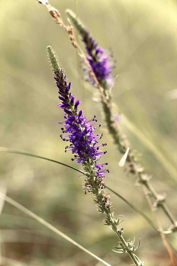 Just flower