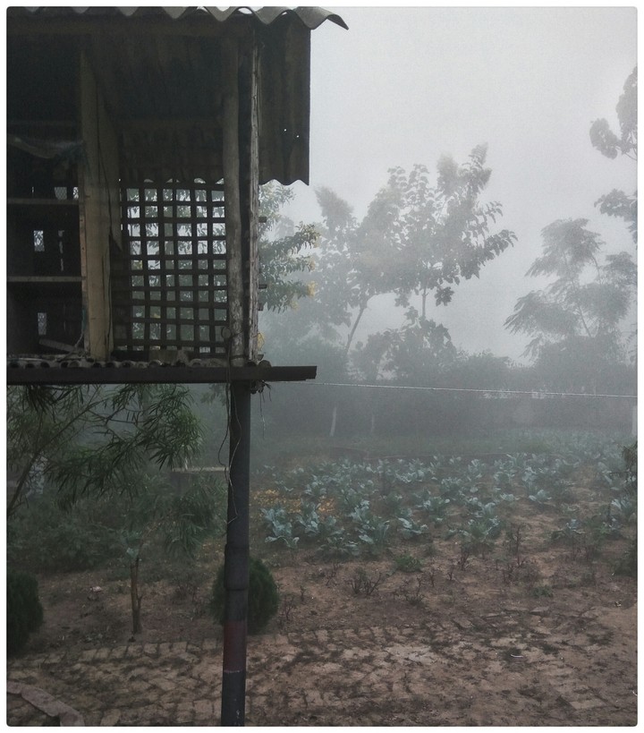 Foggy morning