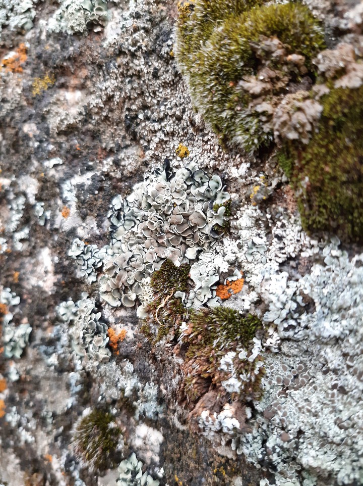 stone with lichen