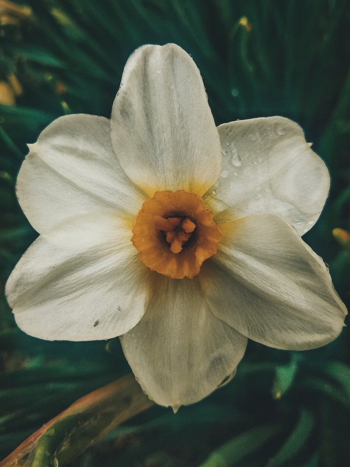 narcissus