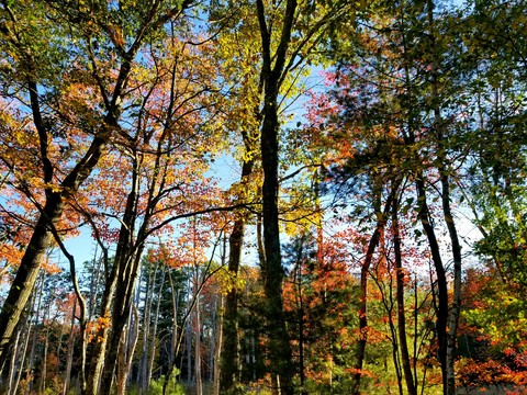 glowing trees