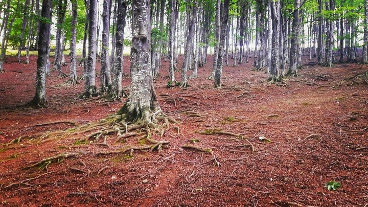 Woods