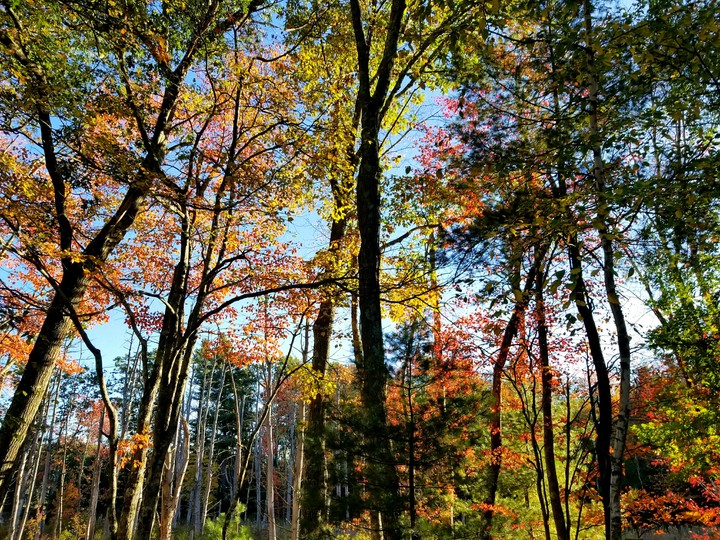 glowing trees