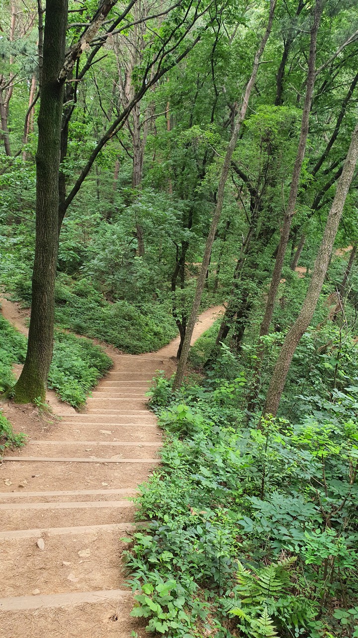 숲속길(road in the woods)