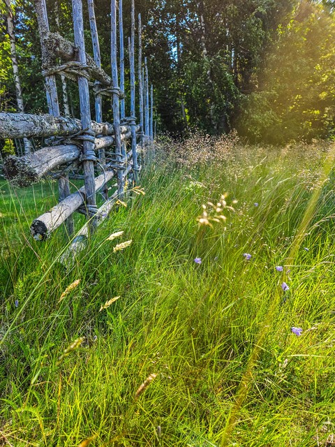 green, grasses Hintergrundbilder