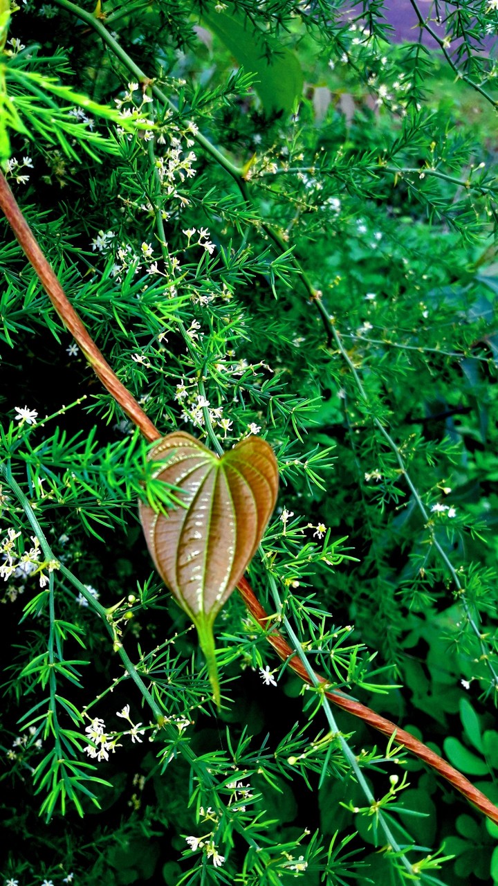 leaves