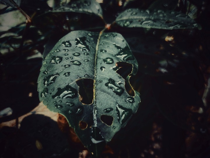 leaf