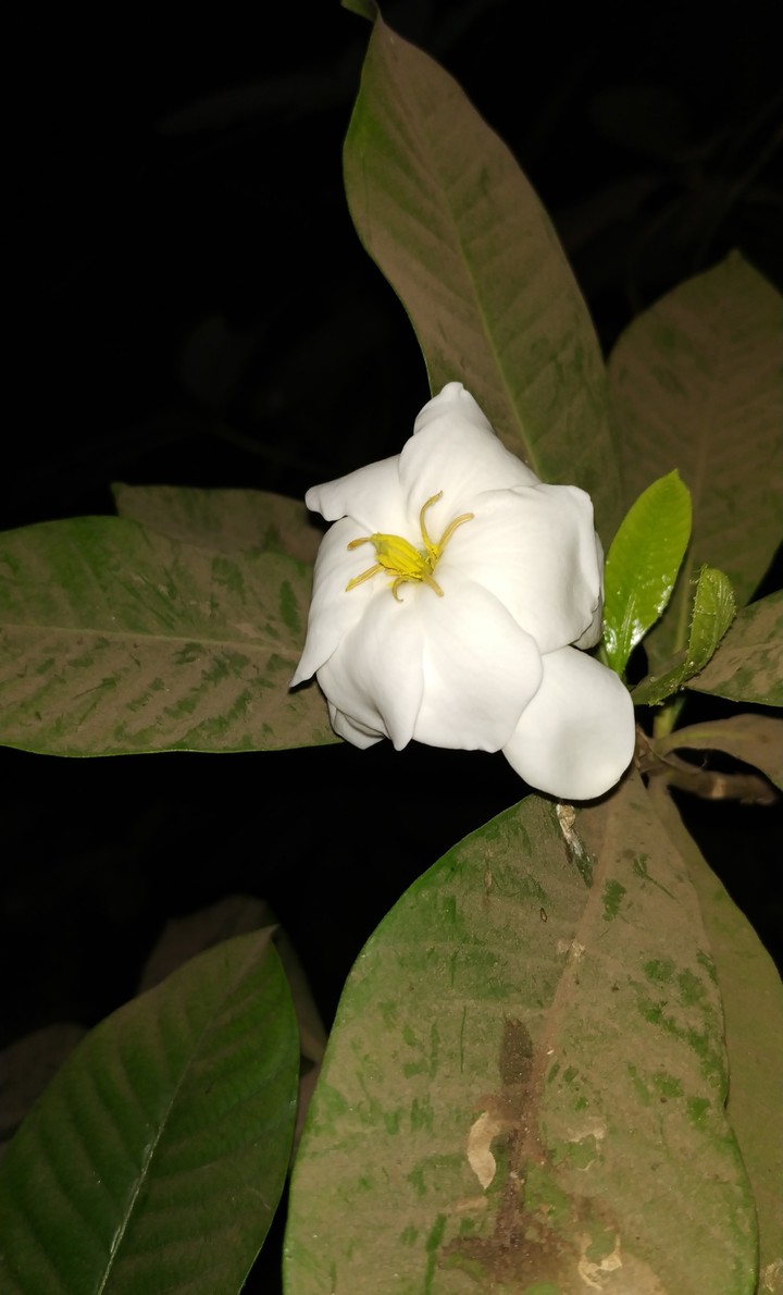 Night bloom