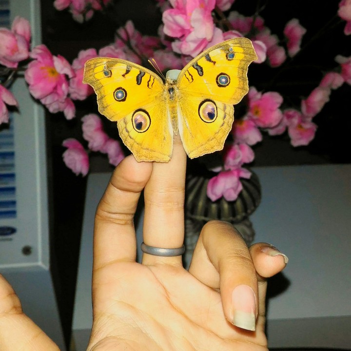 butterfly