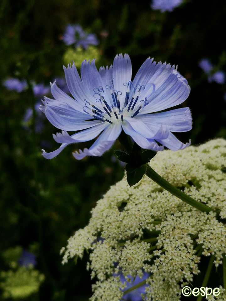 Wegwarte, Chicory