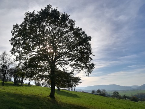 imposing tree