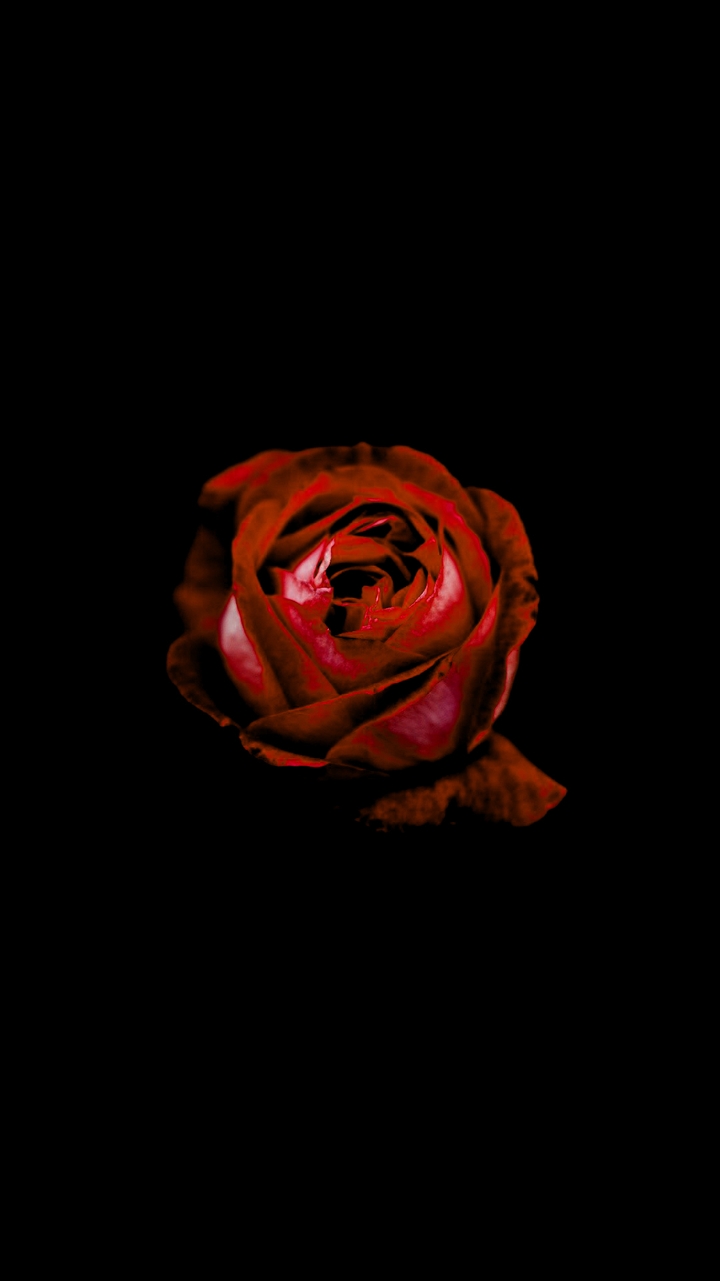 Portrait Rose