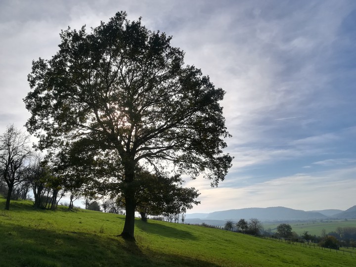 imposing tree