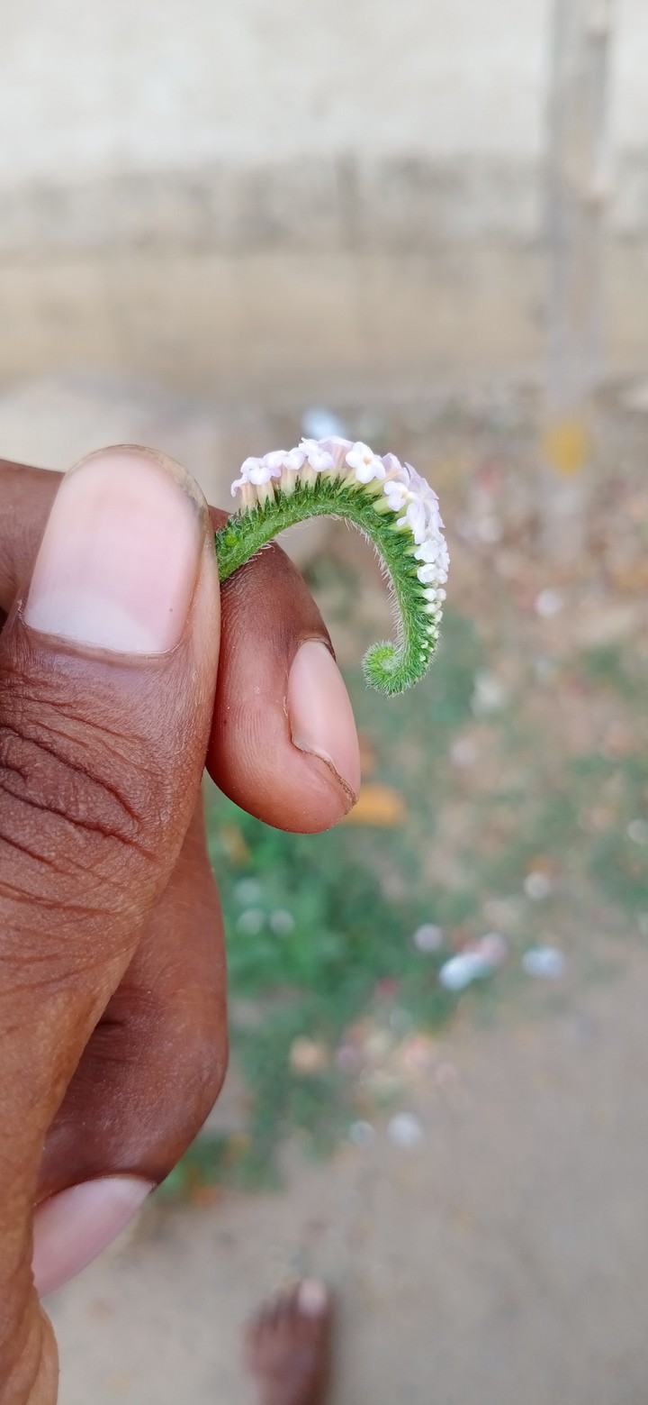 flower