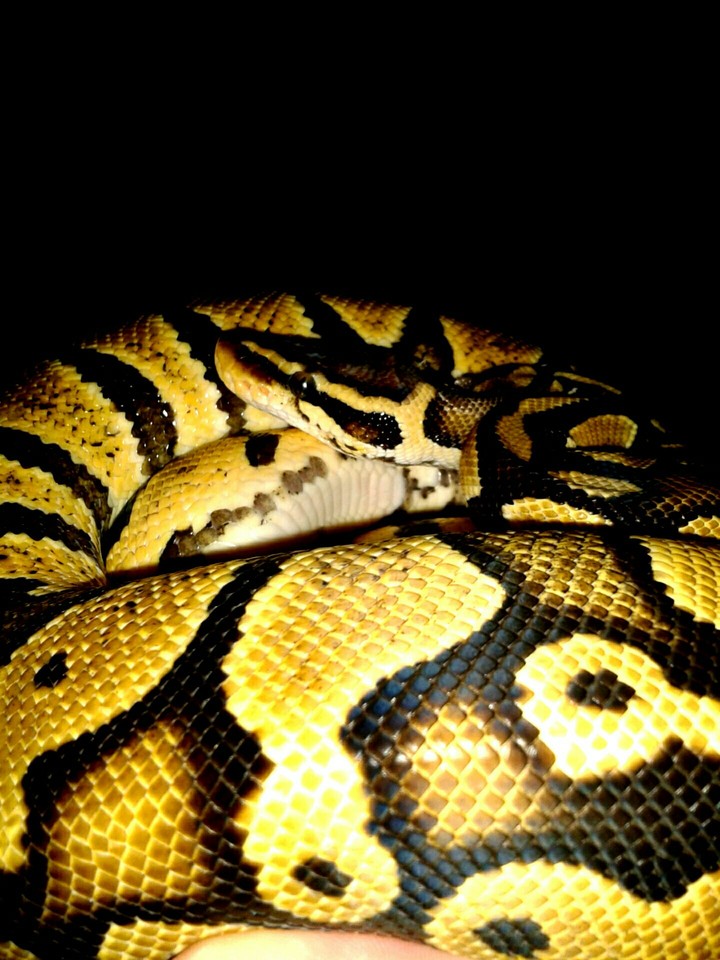 pastel regius