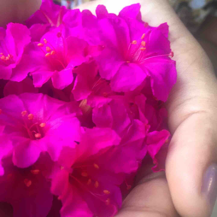 pinky