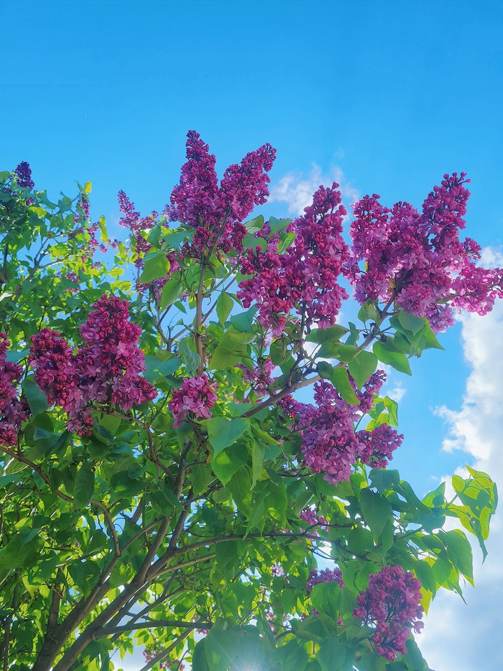 lilac