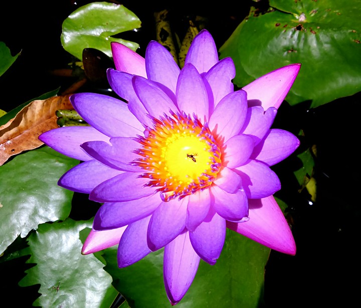 Lotus