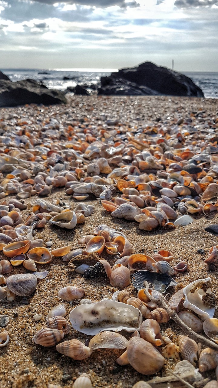 plage et coquillages