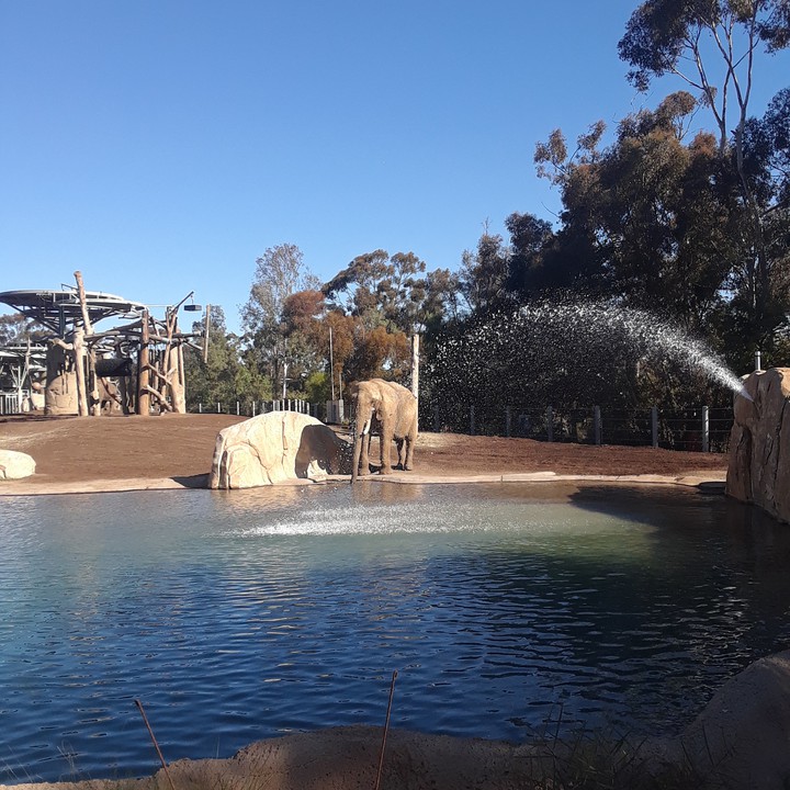 Elephant drinking water