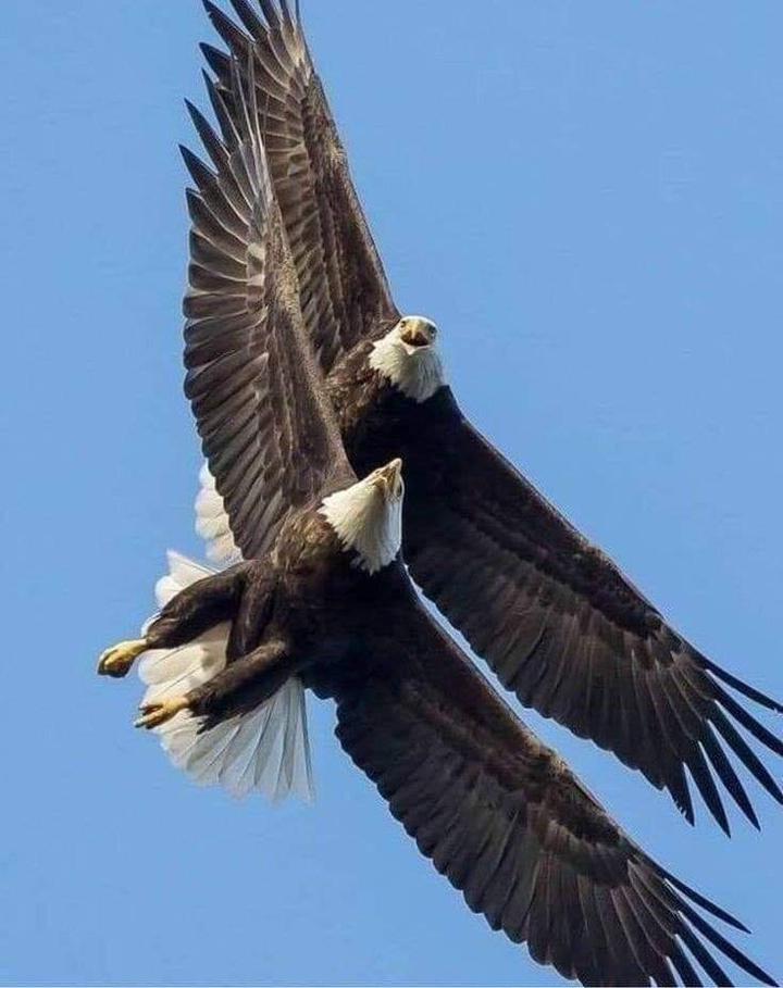 Eagles