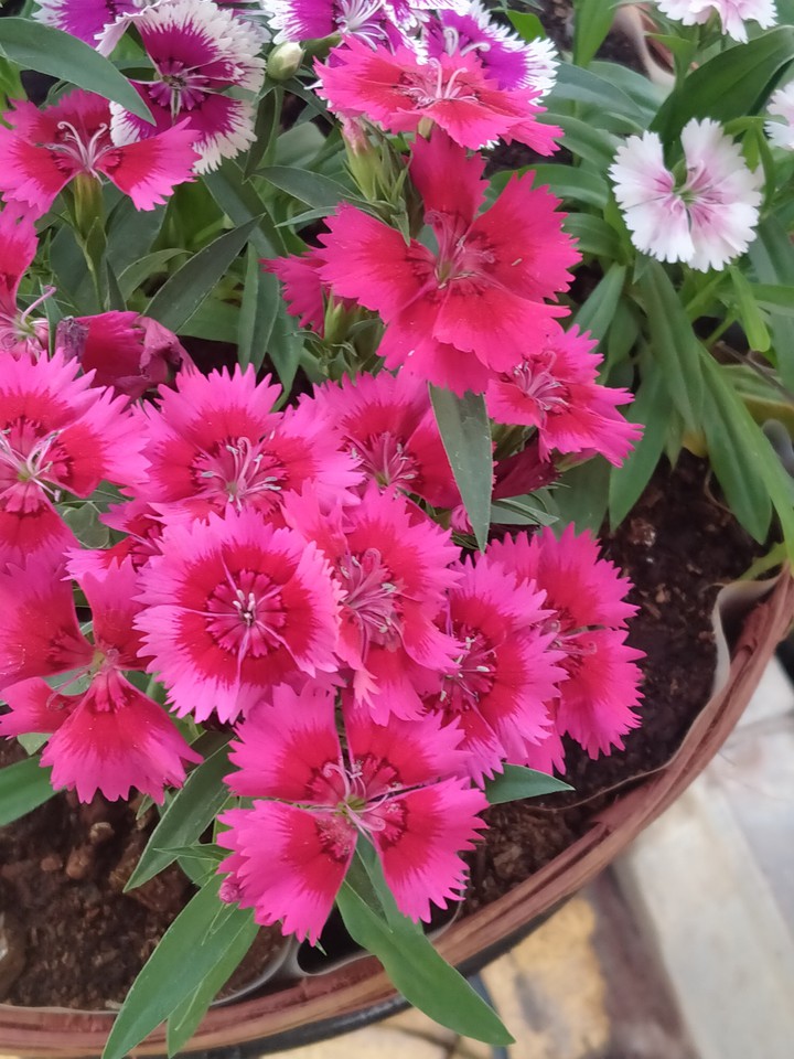 flowers