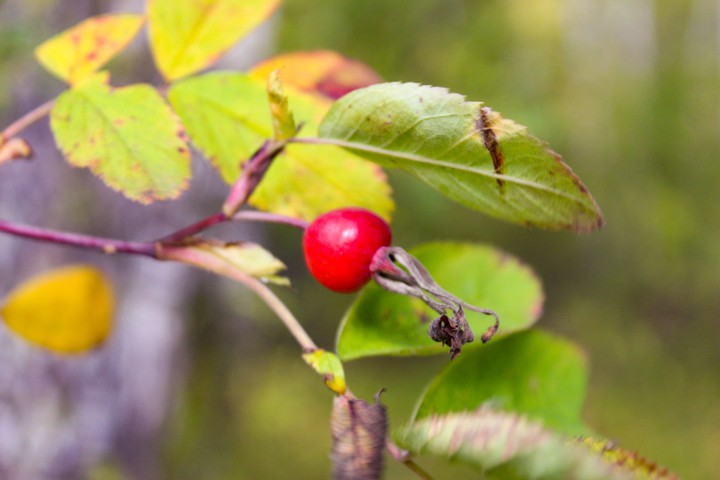 Red berry