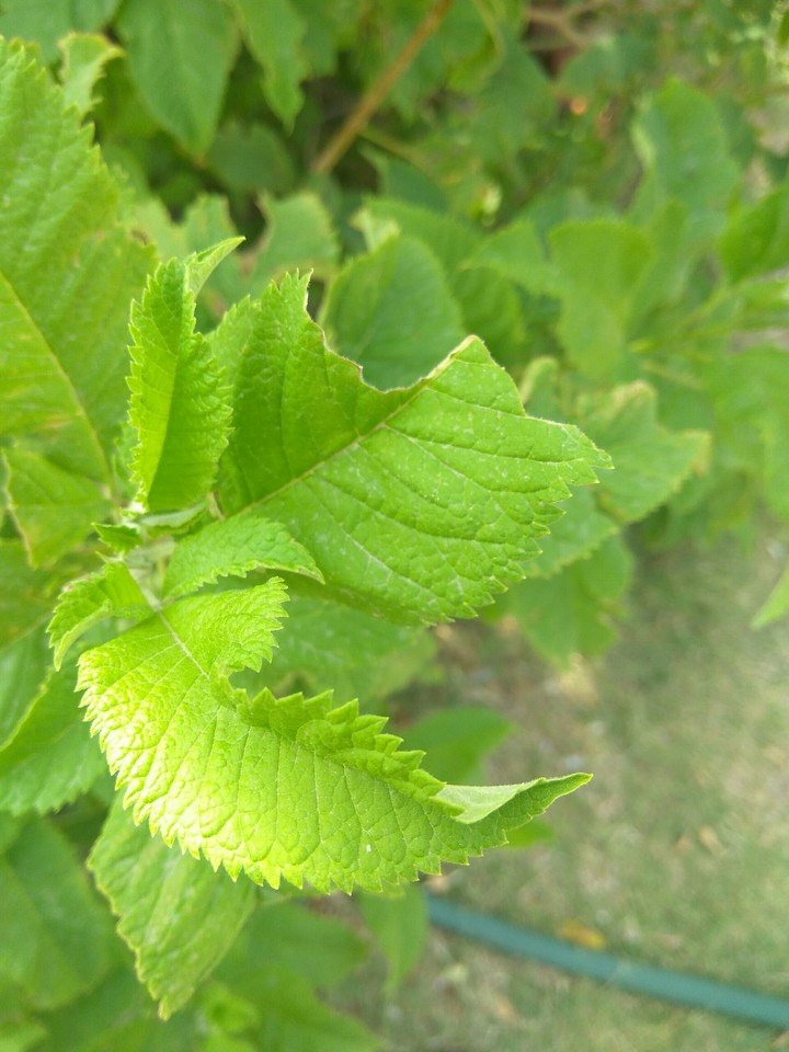 Nature