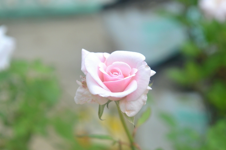 Beauty Of Nature