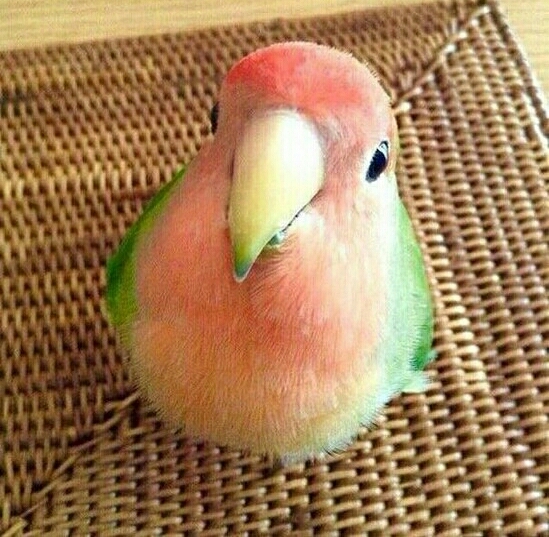 parrot